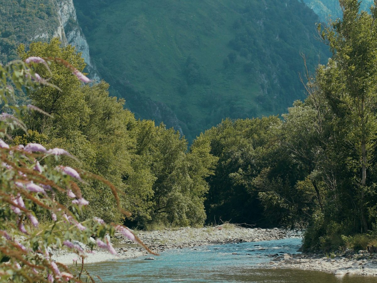 Pyrenees river through pine forest