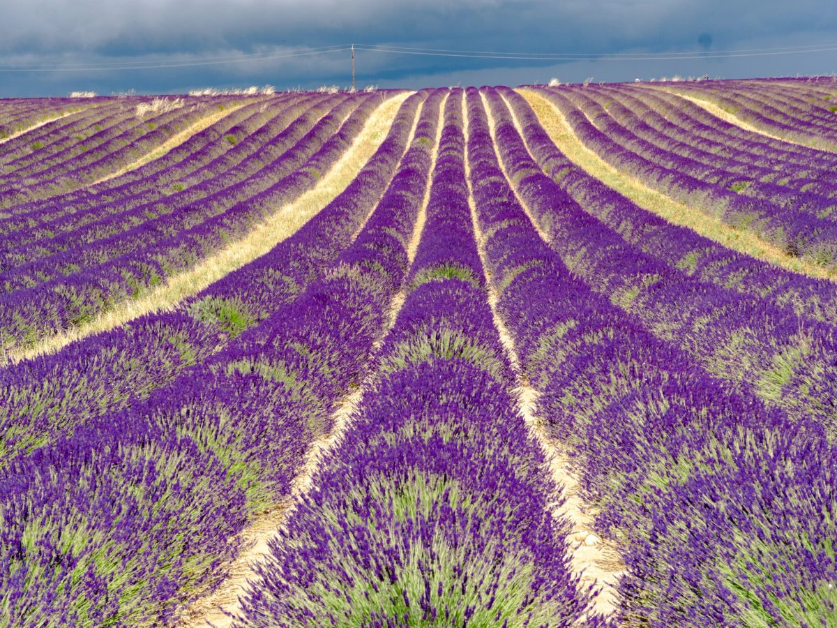 Lavender field in bloom, Provence
