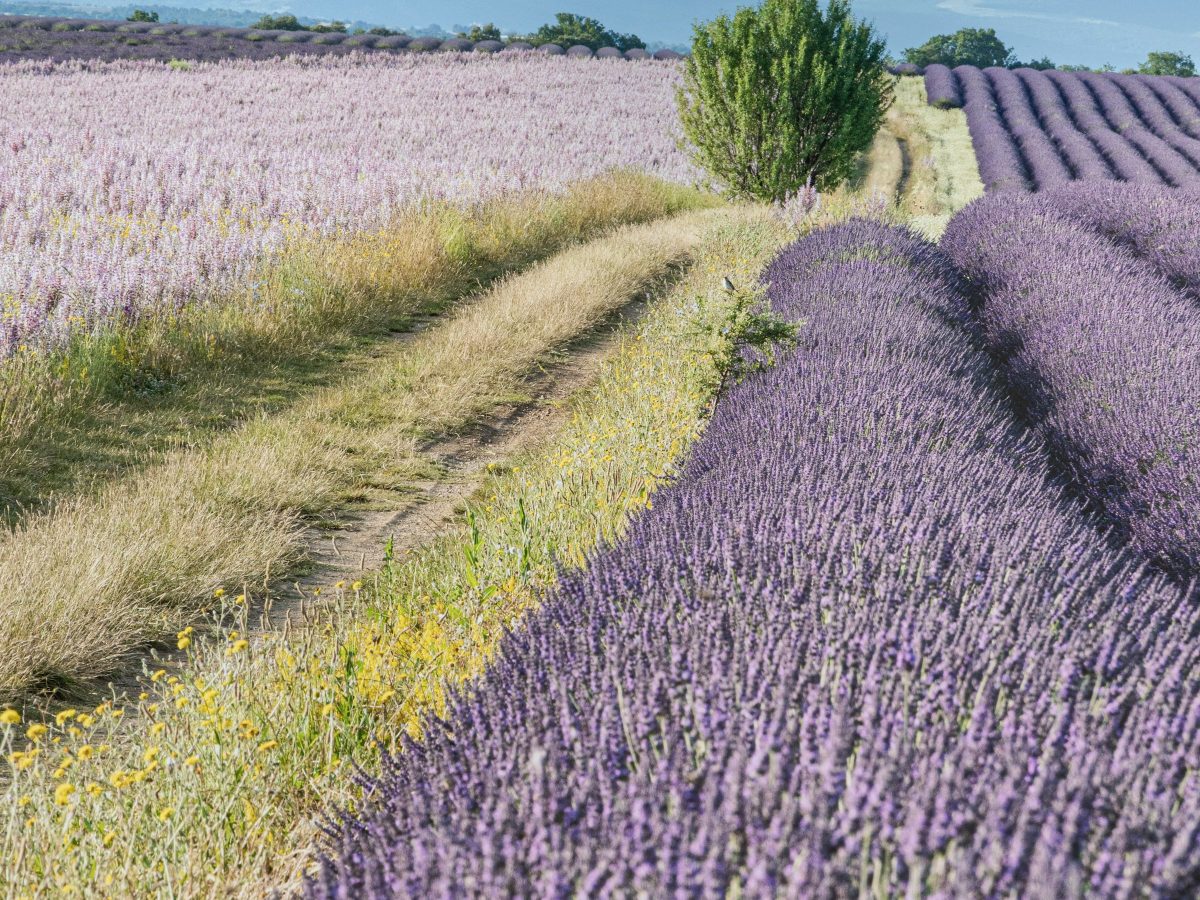 Le Chemin Creux — view 2