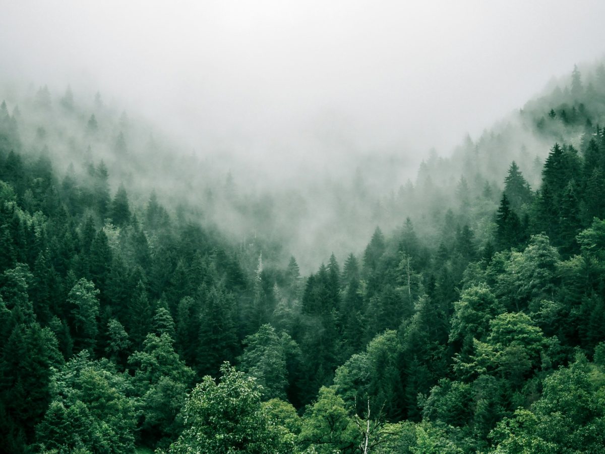 Pine forest light, Bohemian range