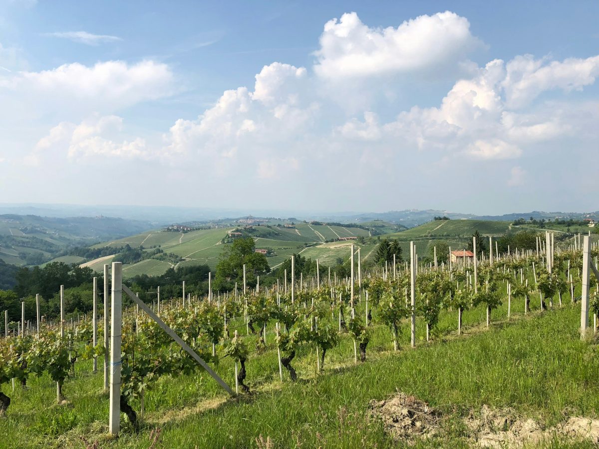 Vineyard at golden hour, Piedmont
