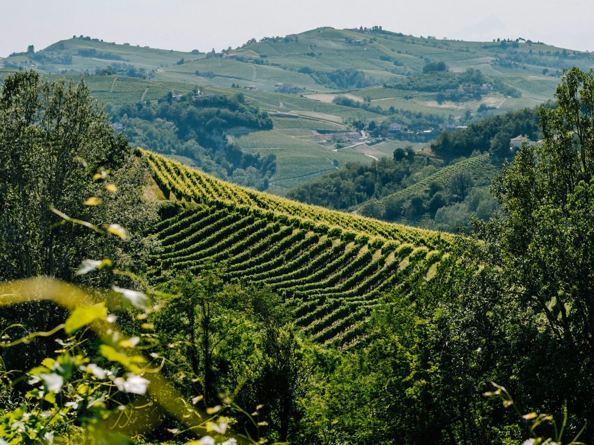 Vigna del Cane — view 2